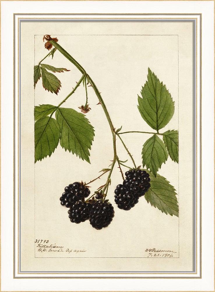 Spicher & Company KI Blackberries No3 27665