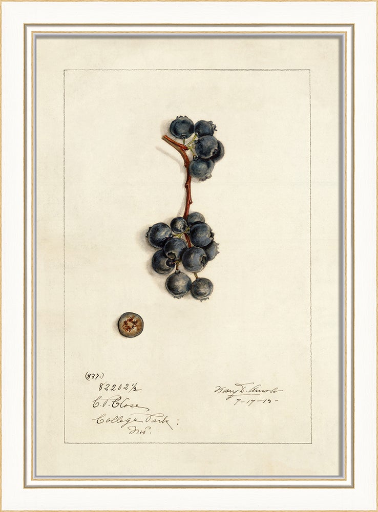 Spicher & Company KI Blueberries No1 27666
