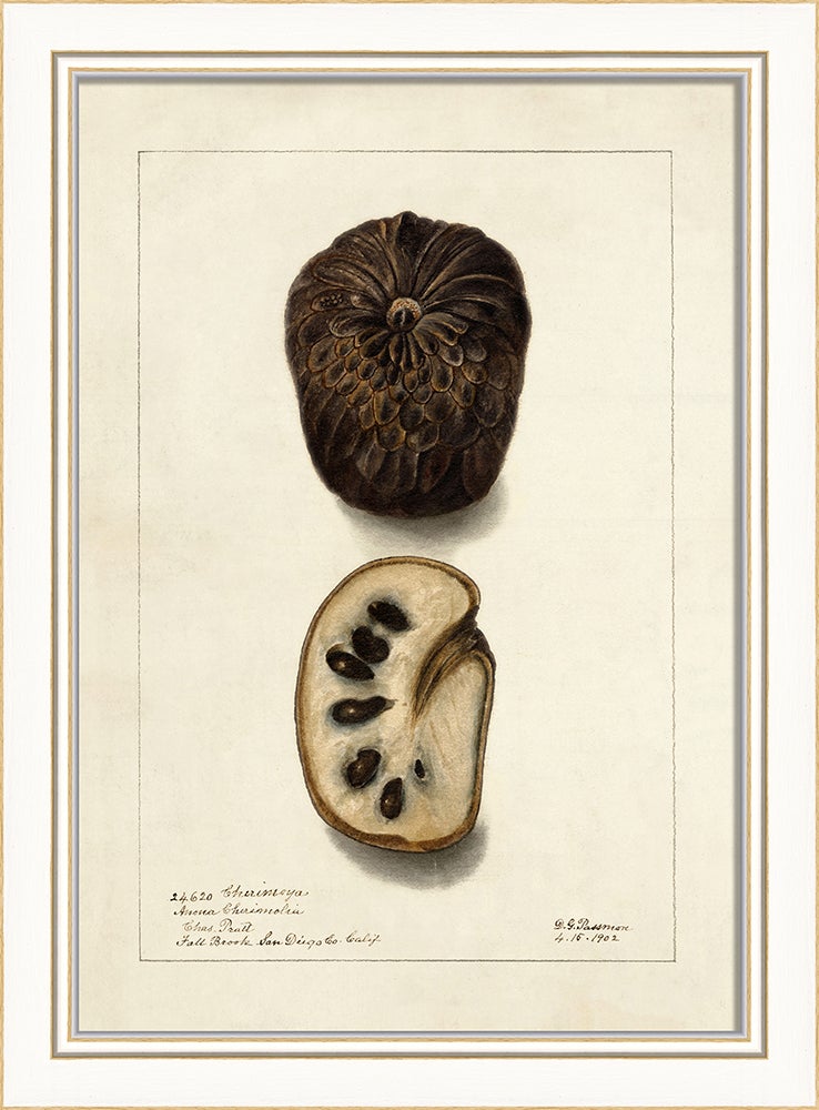 Spicher & Company KI Cherimoya No1 27667