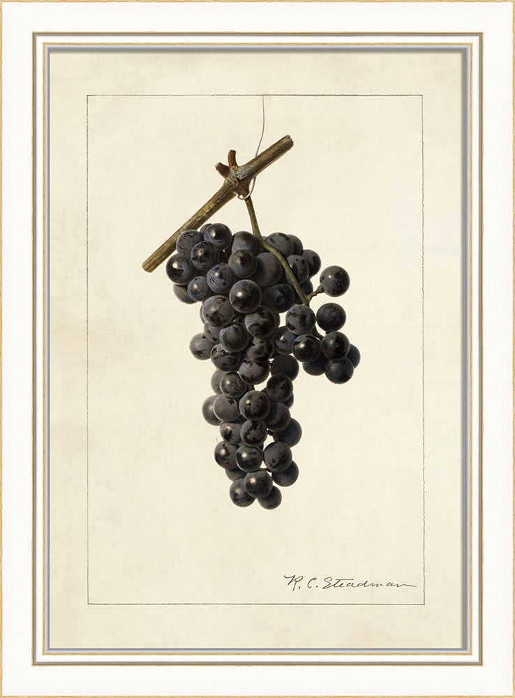Spicher & Company KI Grapes No4 27692