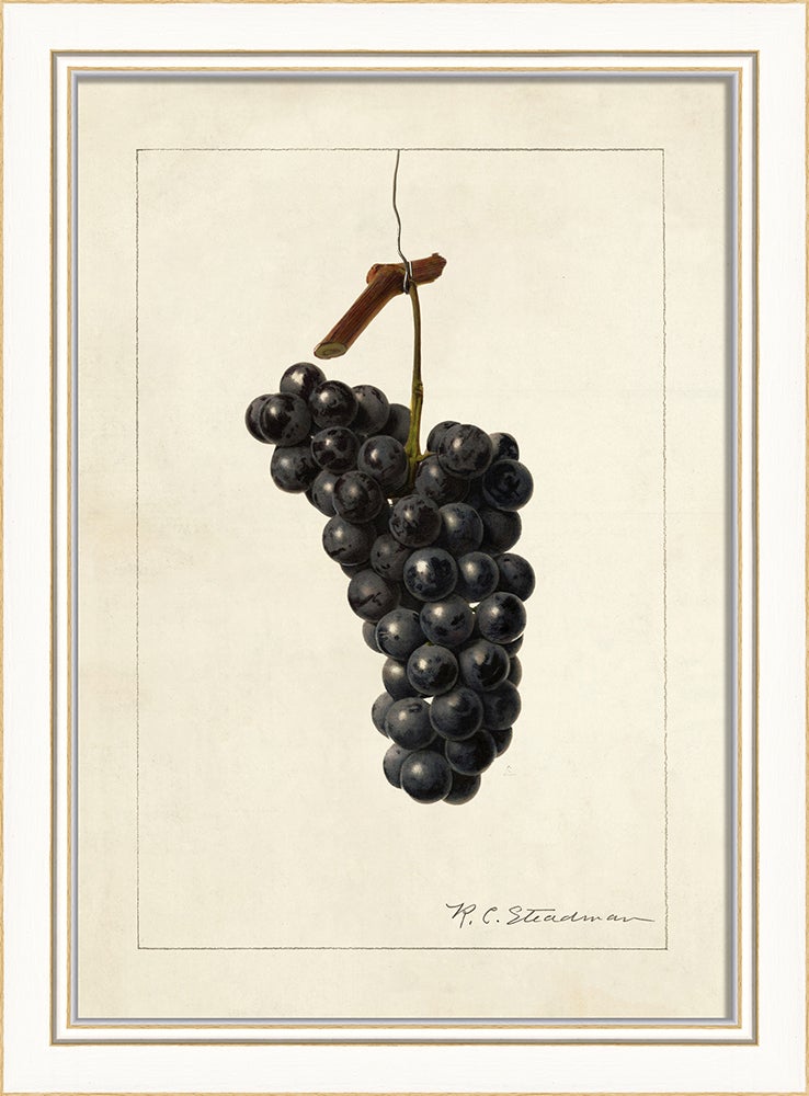 Spicher & Company KI Grapes No5 27693