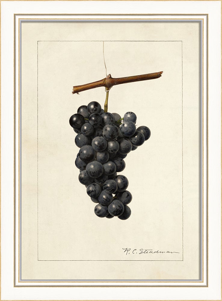 Spicher & Company KI Grapes No6 27694