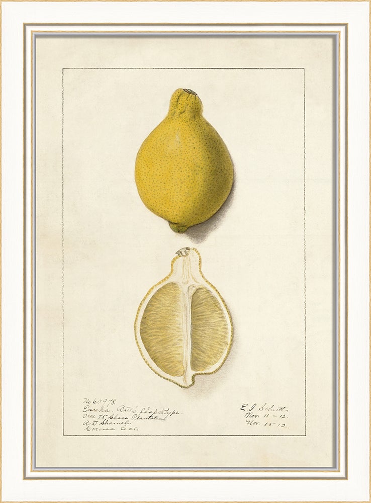 Spicher & Company KI Lemon No1 27697