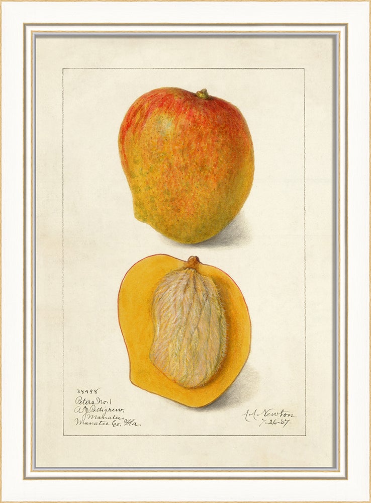 Spicher & Company KI Mango No4 27706