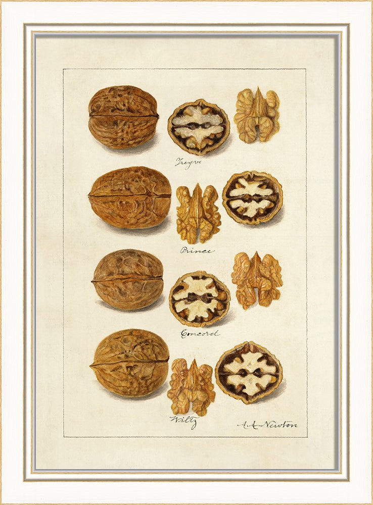 Spicher & Company KI Nuts No4 27711