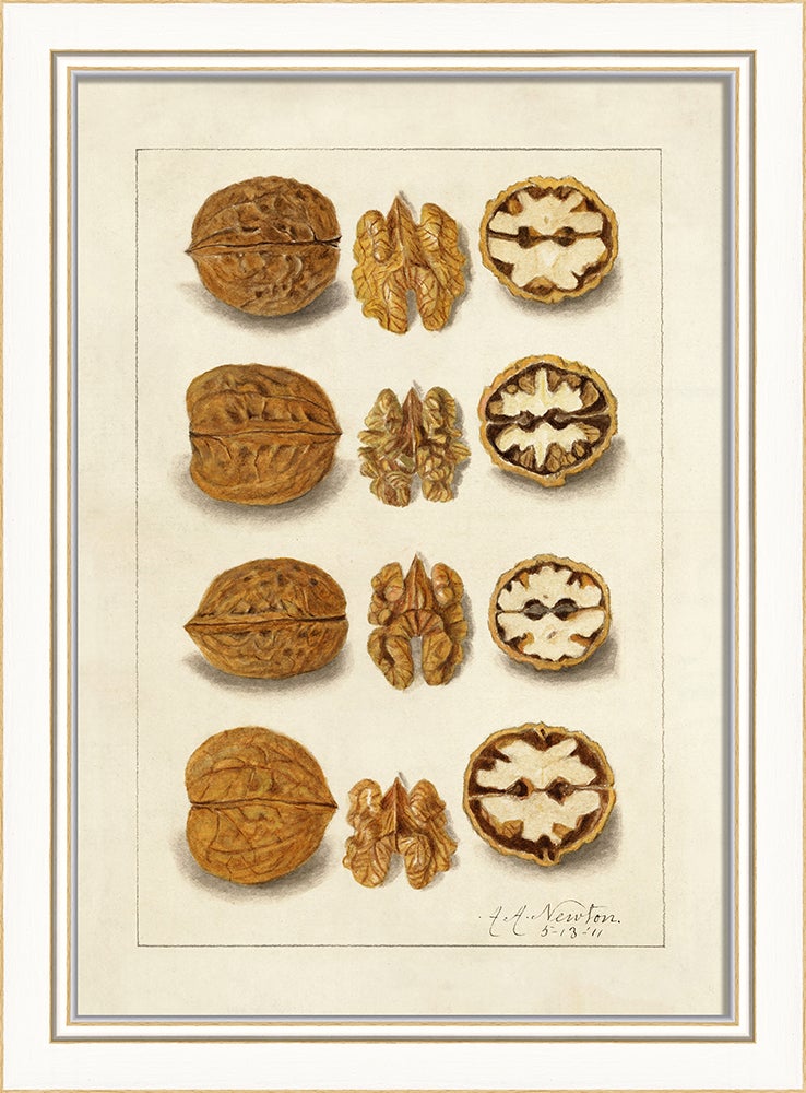 Spicher & Company KI Nuts No5 27712