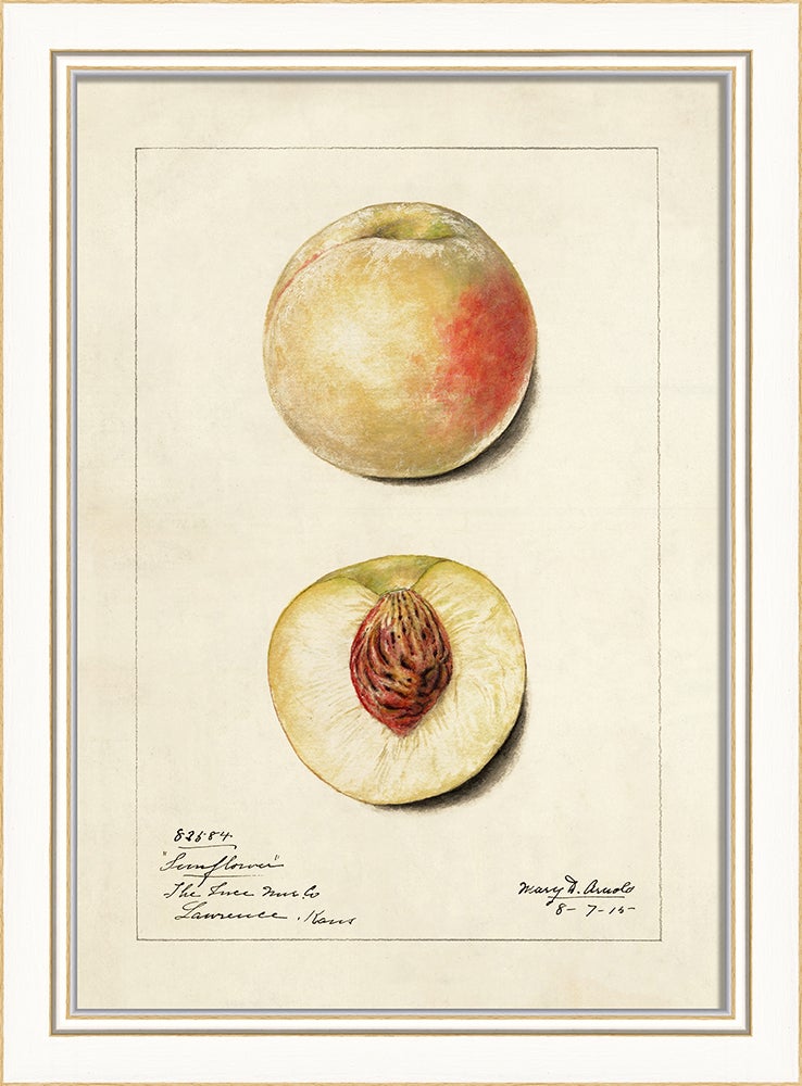 Spicher & Company KI Peach No6 27727