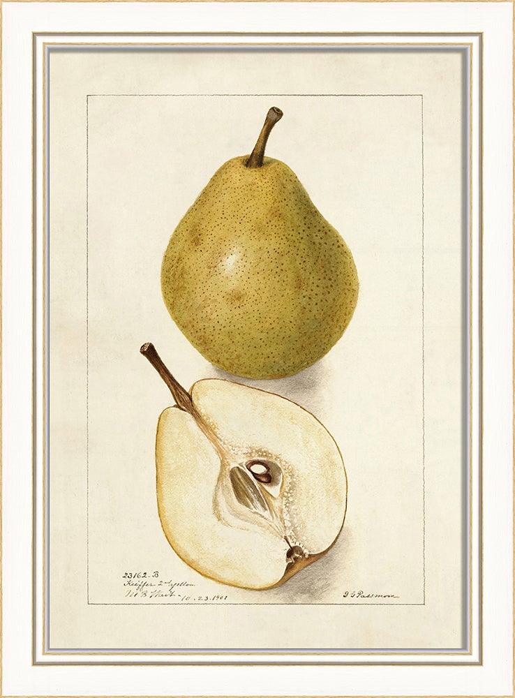 Spicher & Company KI Pear No3 27732