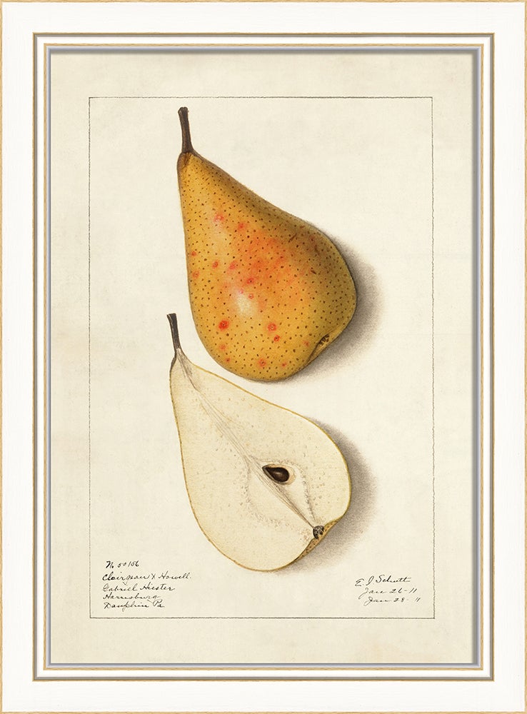 Spicher & Company KI Pear No6 27735