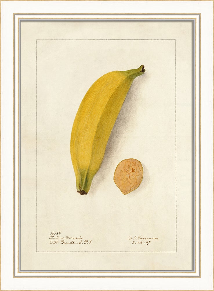 Spicher & Company KI Plantain No1 27743
