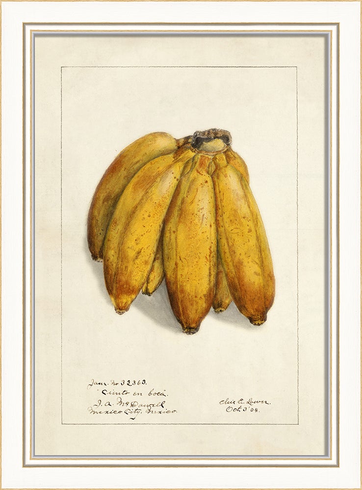 Spicher & Company KI Plantain No2 27744