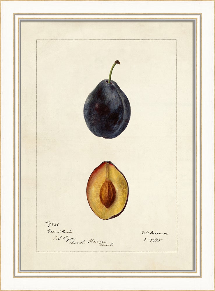 Spicher & Company KI Plum No1 27745
