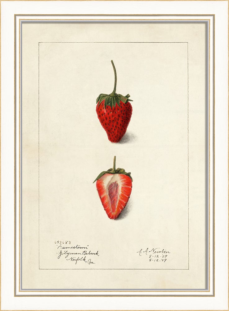 Spicher & Company KI Strawberry No4 27753