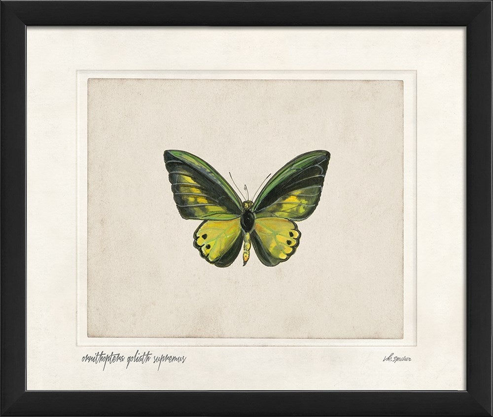 Spicher & Company EB Ornithoptera goliath supremus sm 28868