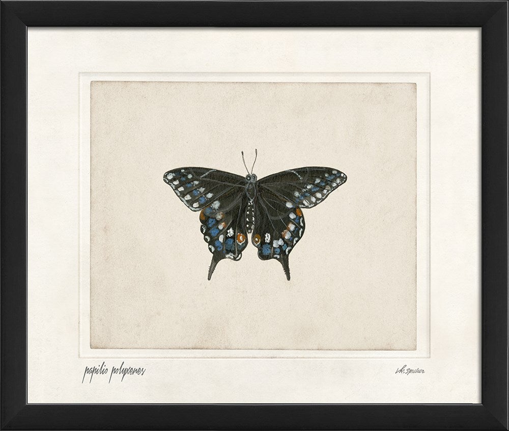 Spicher & Company EB Papilio polyxenes sm 28871