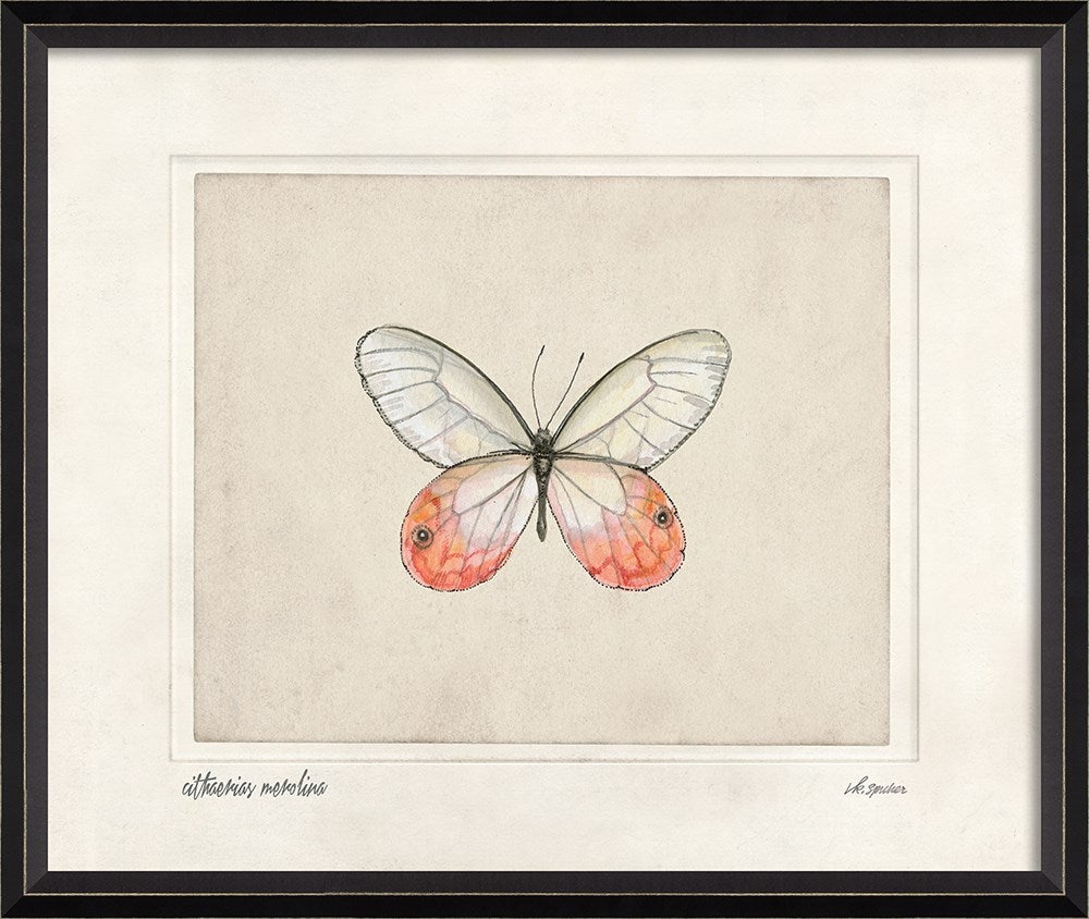 Spicher & Company BC Cithaerias merolina lg 28875