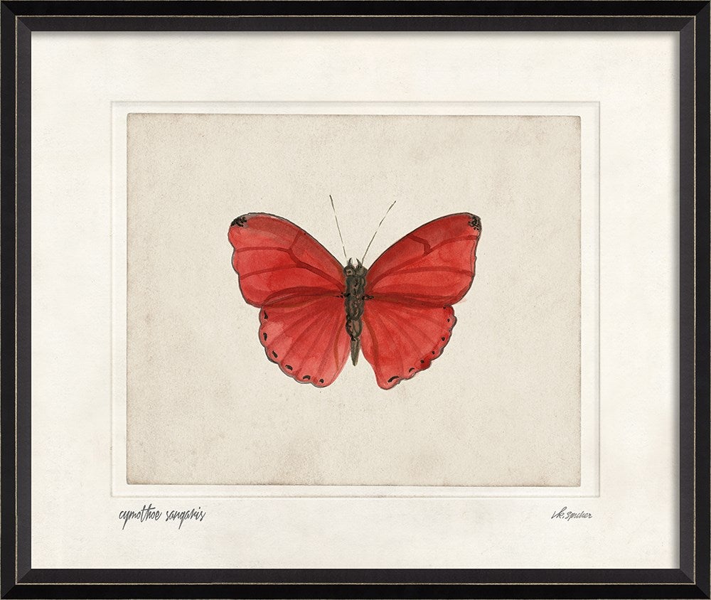 Spicher & Company BC Cymothoe sangaris lg 28877