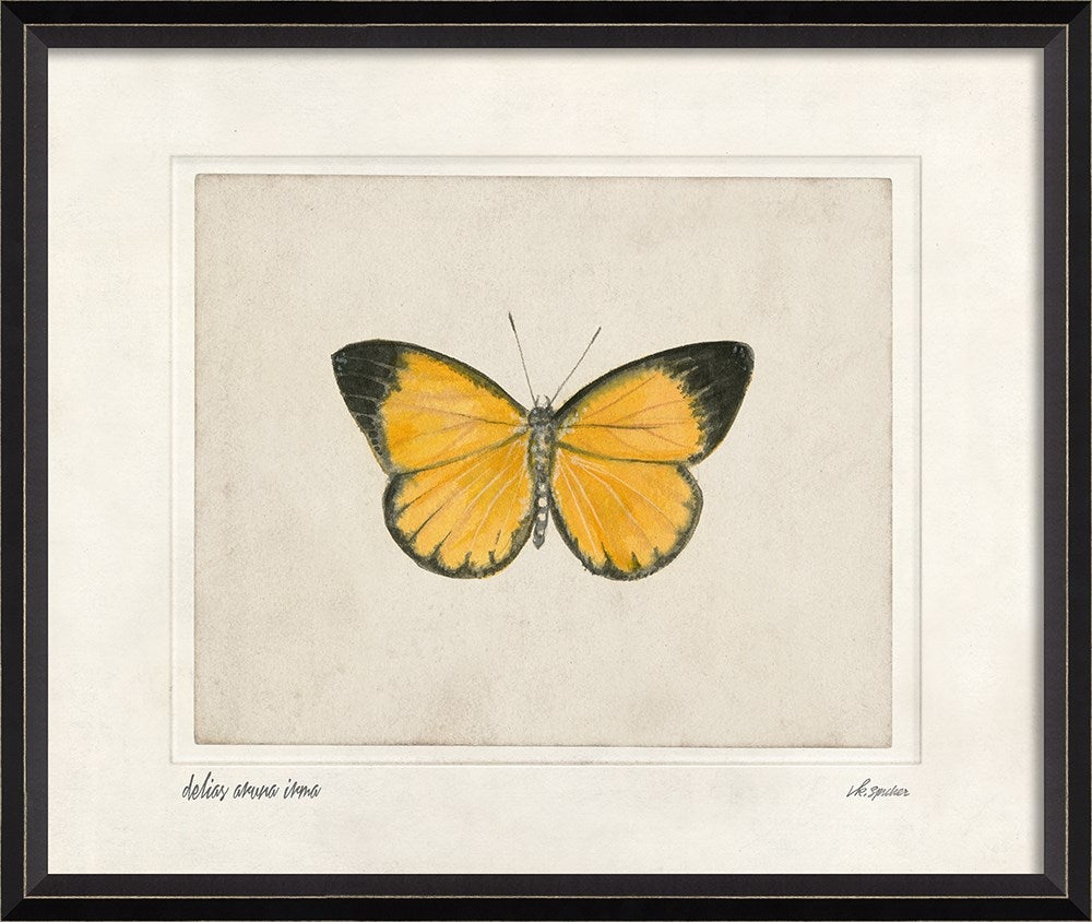 Spicher & Company BC Delias aruna irma lg 28879