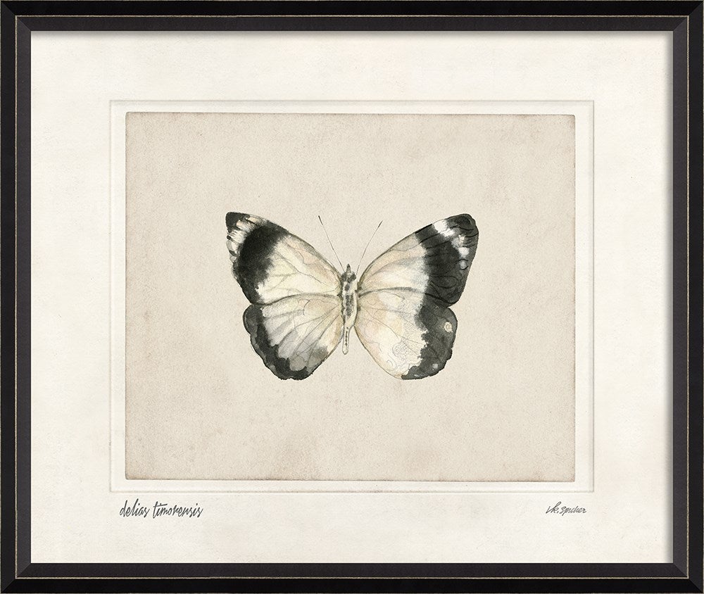 Spicher & Company BC Delias timorensis lg 28883