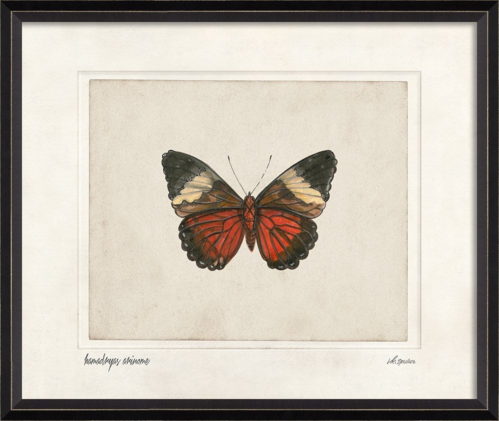 Spicher & Company BC Hamadryas arinome lg 28887