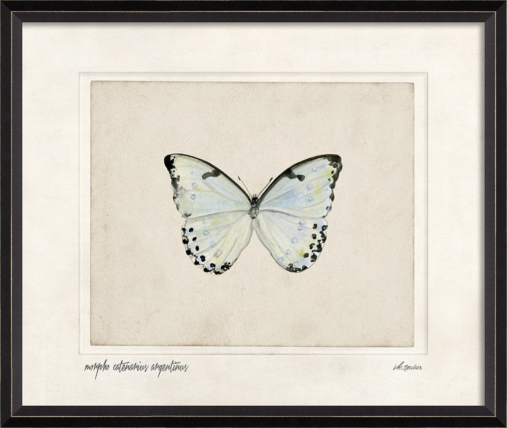 Spicher & Company BC Morpho catenarius argentinus lg 28889