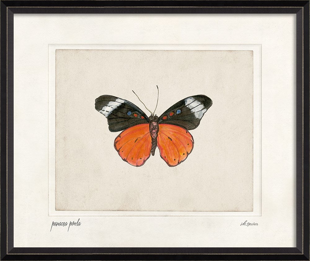 Spicher & Company BC Panacea prola lg 28893