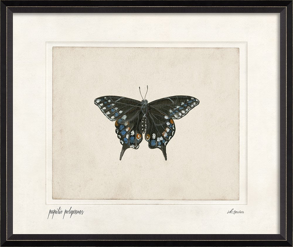 Spicher & Company BC Papilio polyxenes lg 28895