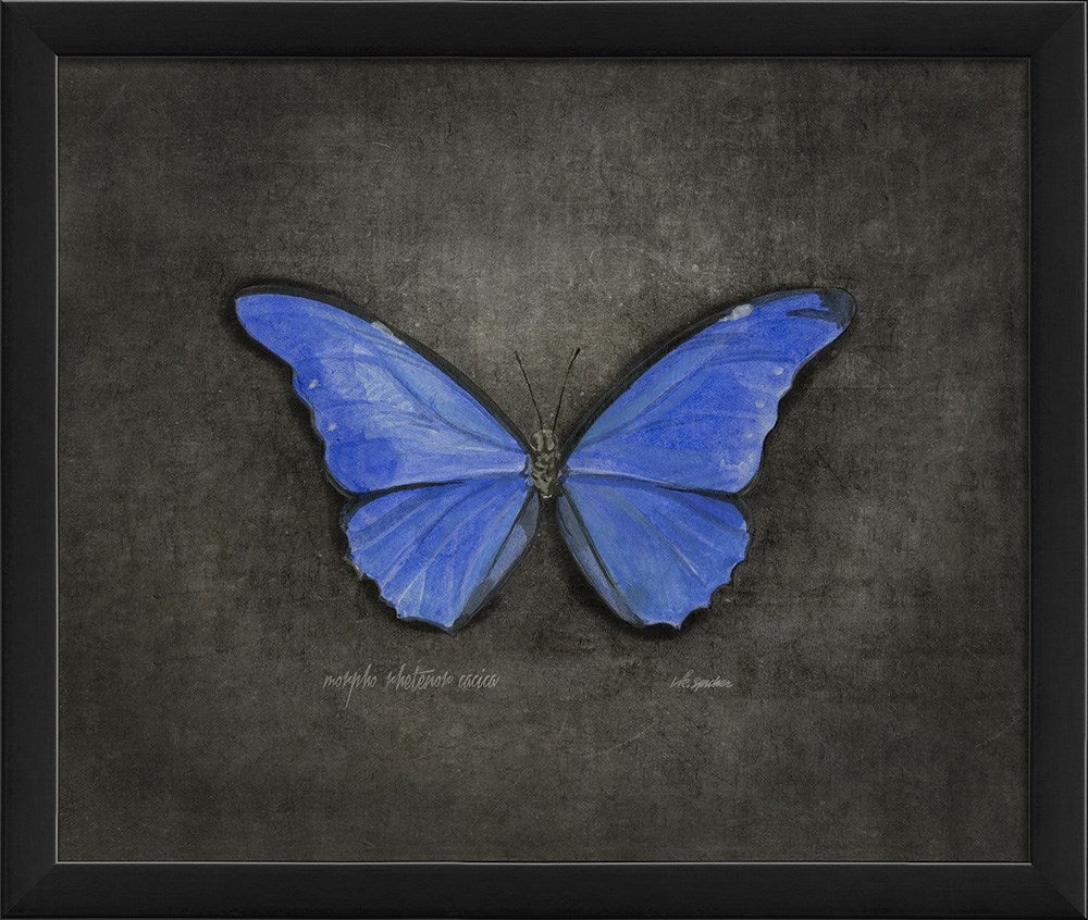 Spicher & Company EB Morpho rhetenor cacica on black sm 28948