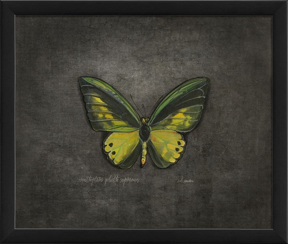 Spicher & Company EB Ornithoptera goliath supremus on black sm 28950