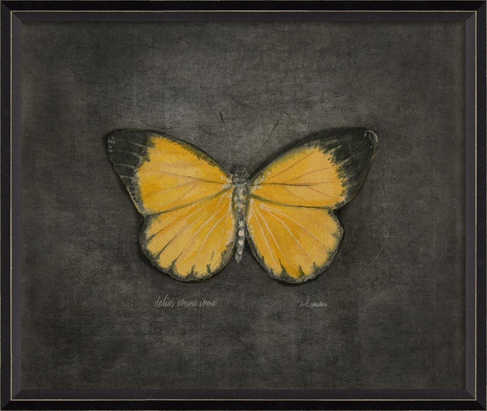 Spicher & Company BC Delias aruna irma on black lg 28961