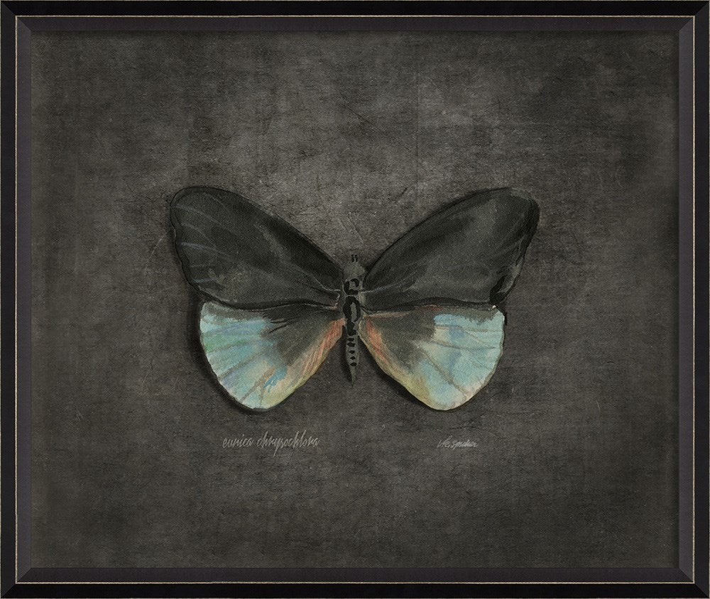 Spicher & Company BC Eunica chrysochlora on black lg 28967