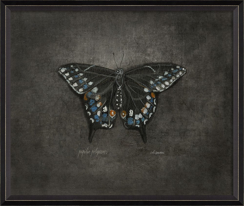 Spicher & Company BC Papilio polyxenes on black lg 28977