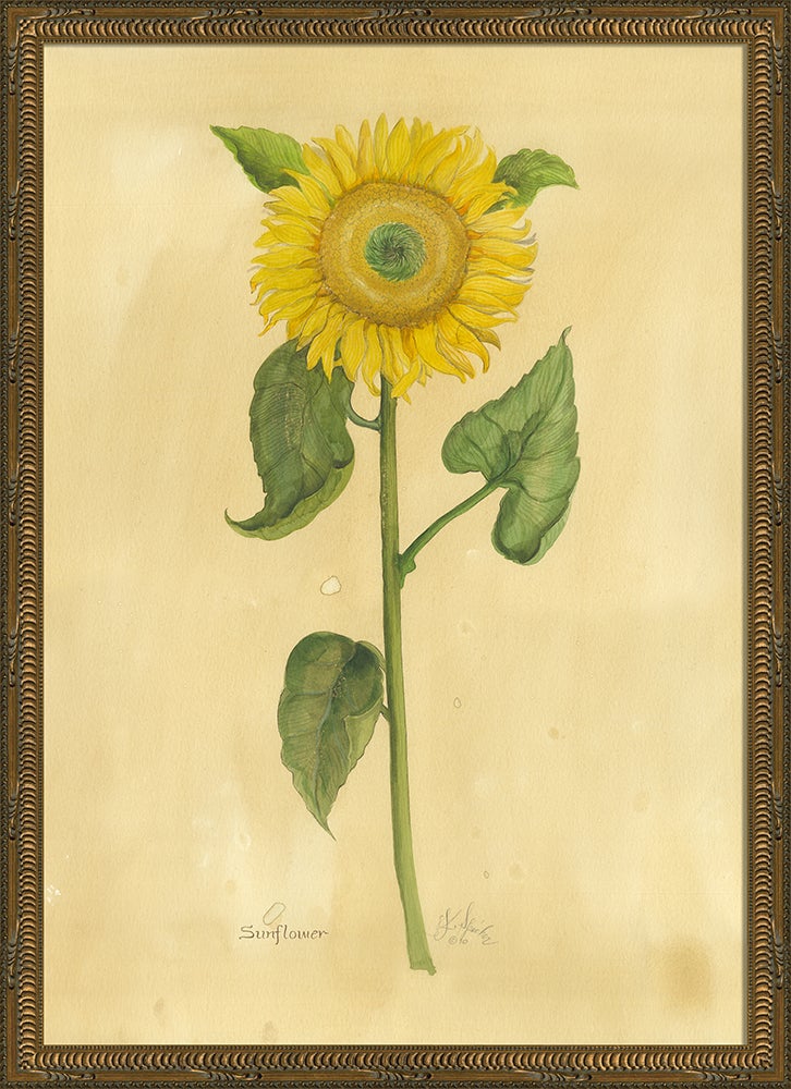 Spicher & Company KG Sunflower 35119