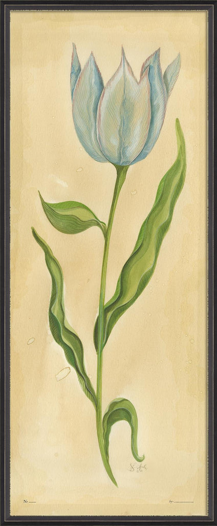 Spicher & Company BXNS Early Tulip 35122