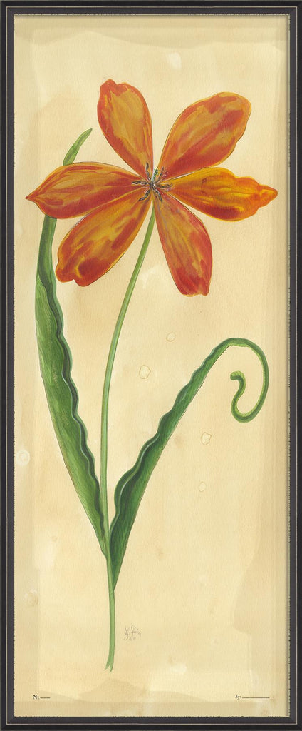 Spicher & Company BXNS Early Red Flamed Tulip 35124