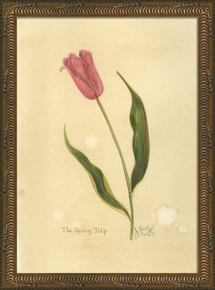 Spicher & Company KG Spring Tulip med 35157