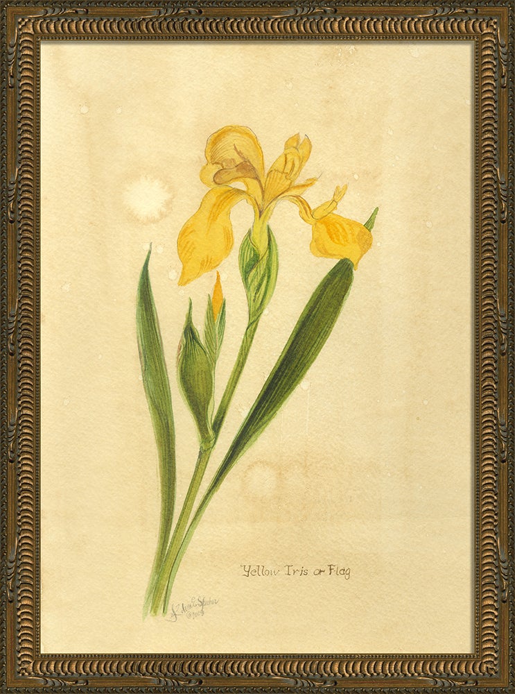 Spicher & Company KG Yellow Iris or Flag med 35158