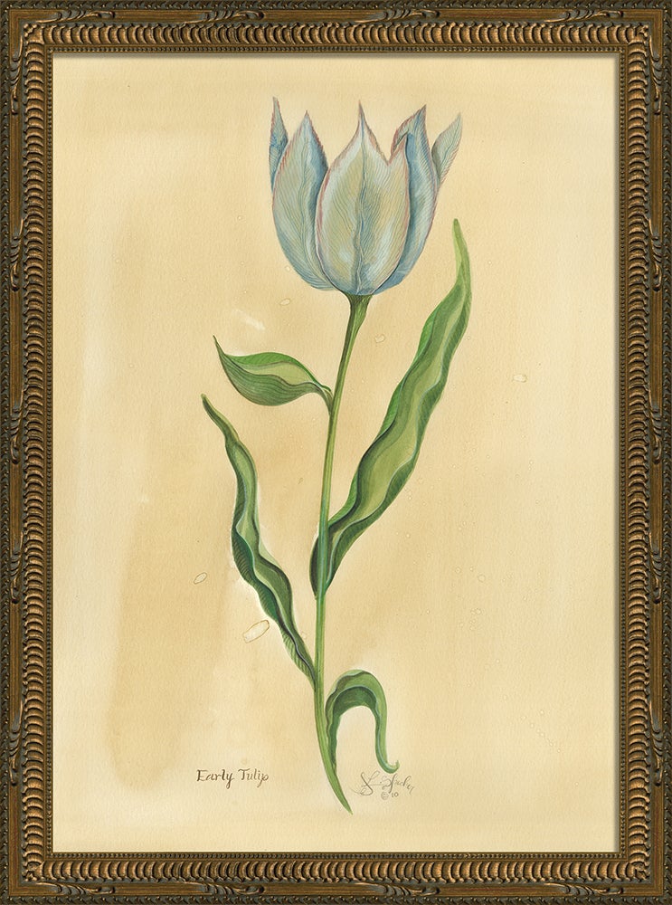 Spicher & Company KG Early Tulip med 35160