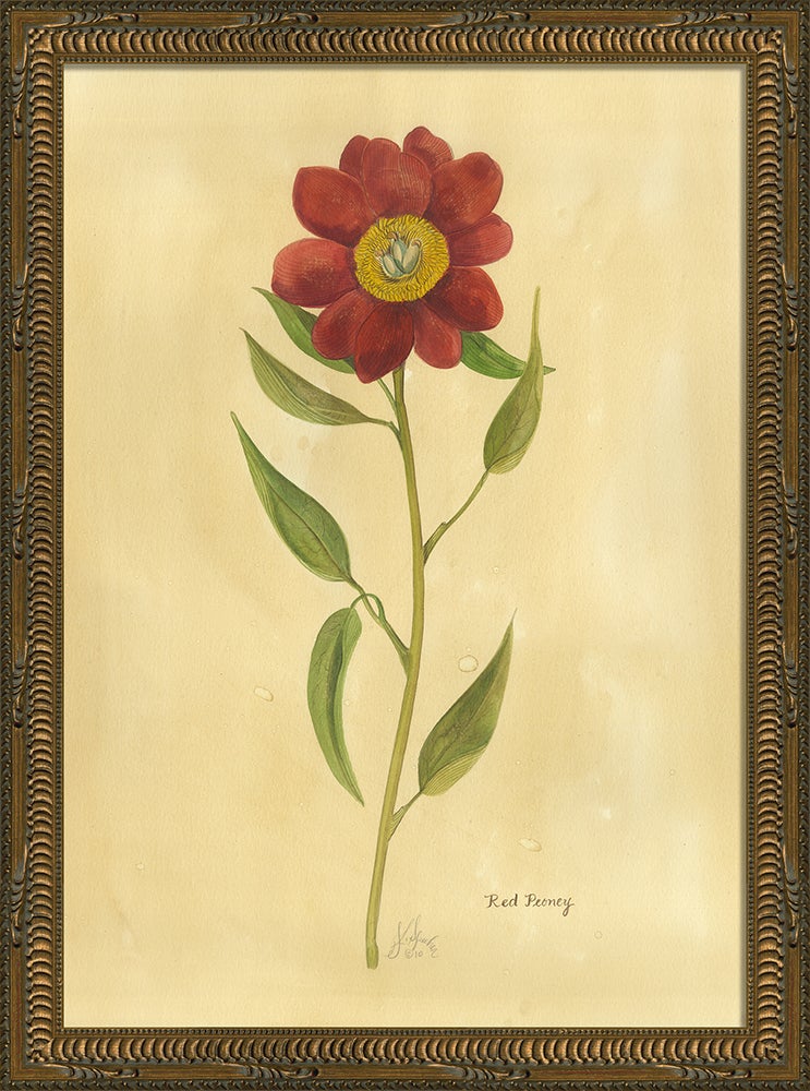 Spicher & Company KG Red Peony med 35163