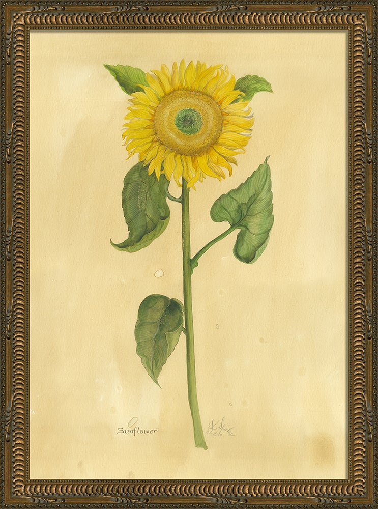 Spicher & Company KG Sunflower med 35164