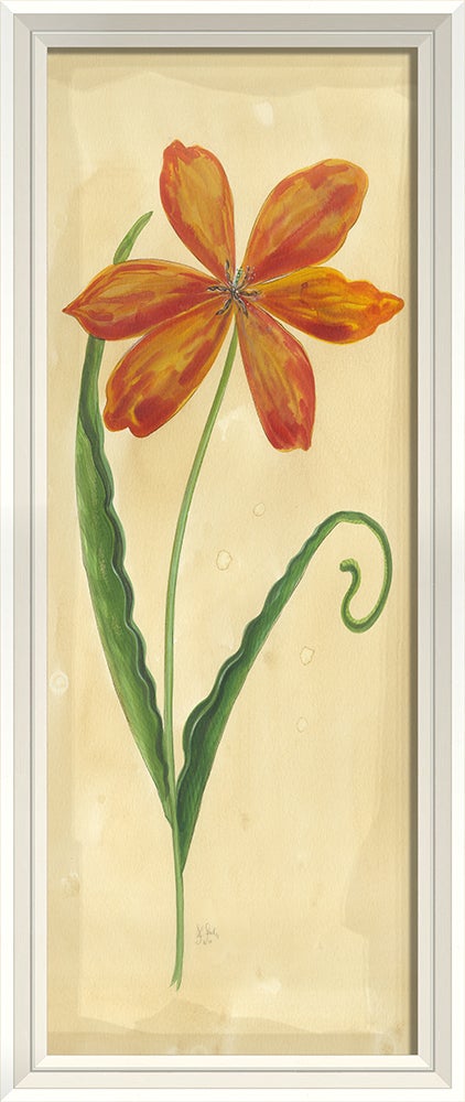 Spicher & Company WCWL Early Red Flamed Tulip 35169