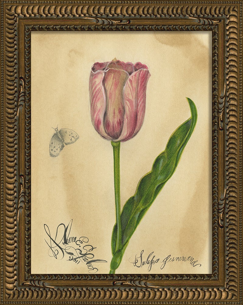 Spicher & Company KG Tulipa gesneriana 35201