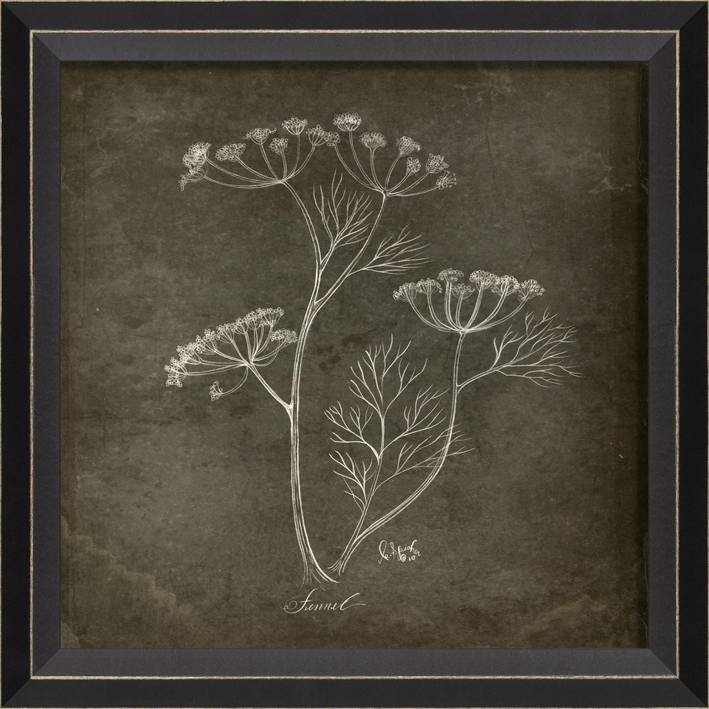 Spicher & Company BC Fennel small on black 35220