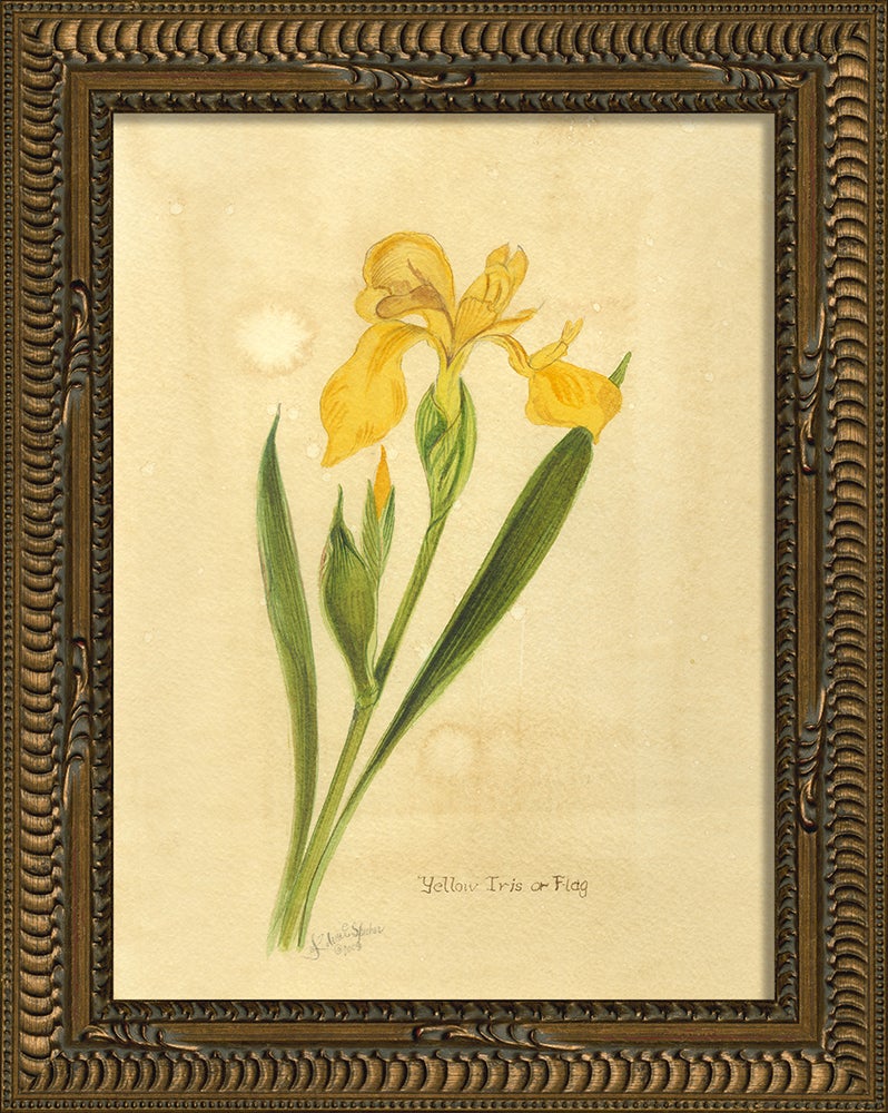 Spicher & Company KG small Yellow Iris or Flag 35241