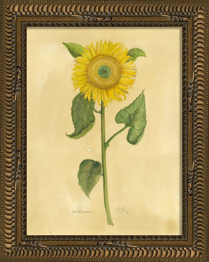 Spicher & Company KG small Sunflower 35247