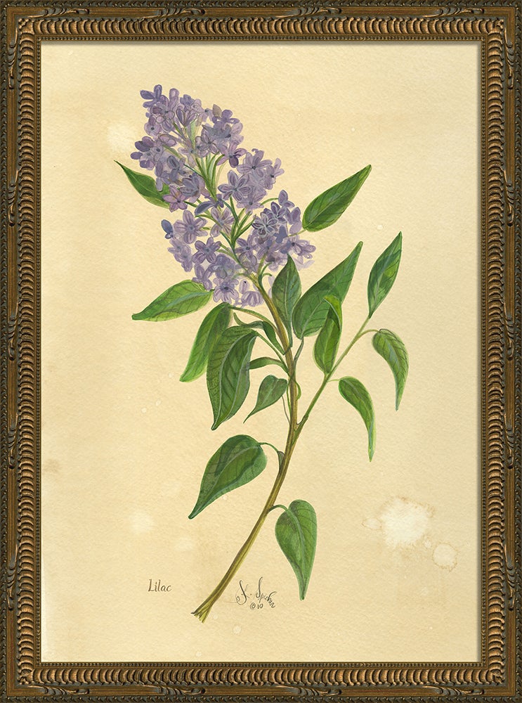 Spicher & Company KG Lilac med 35250
