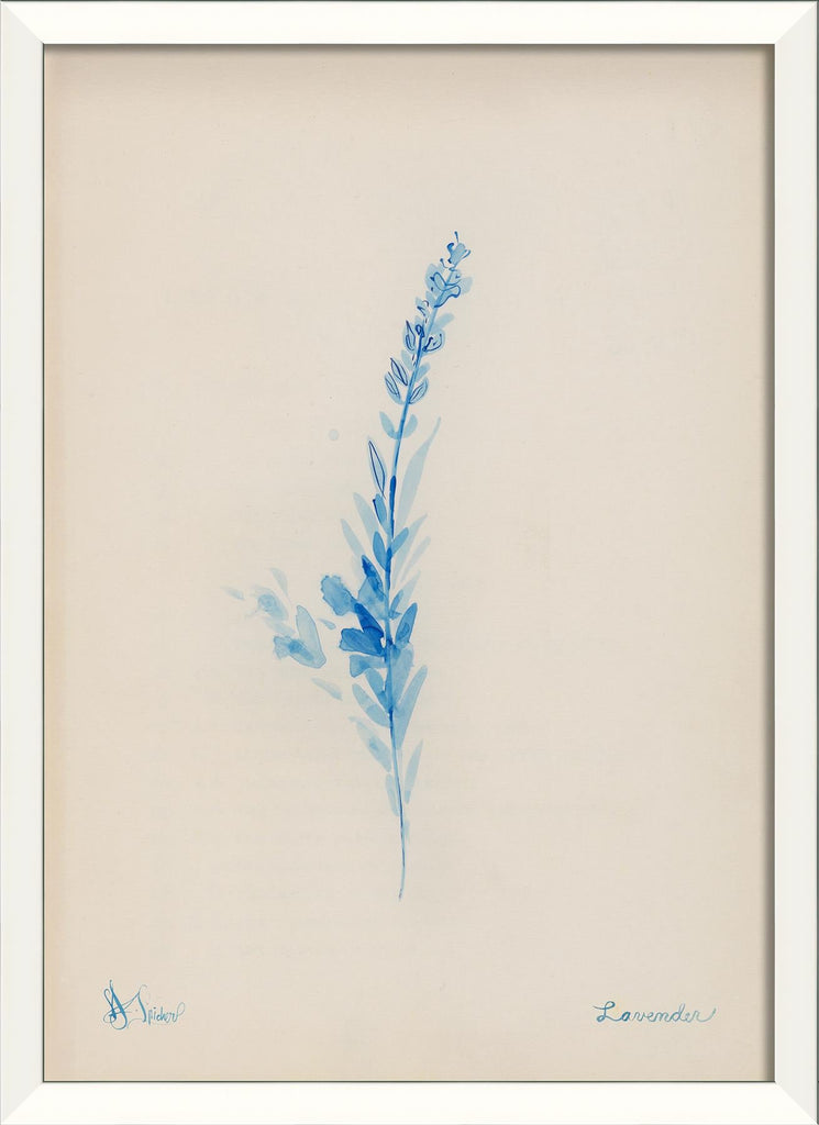 Spicher & Company LN Lavender in blue 35355
