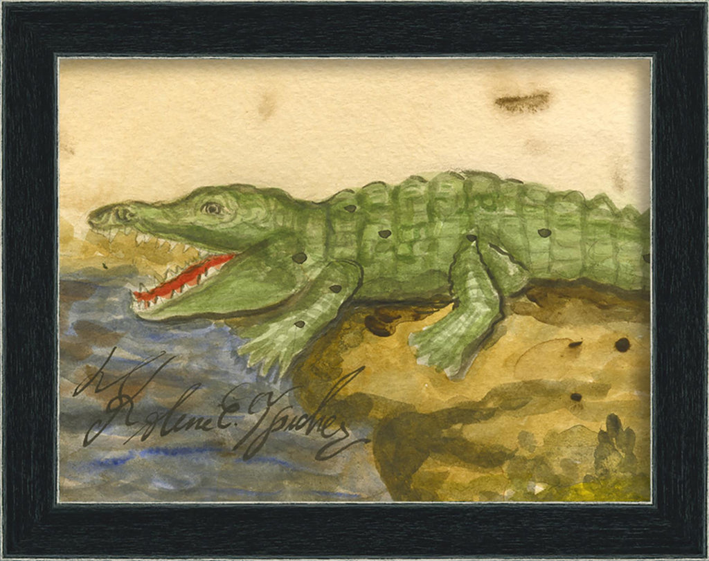 Spicher & Company AN Alligator 68115