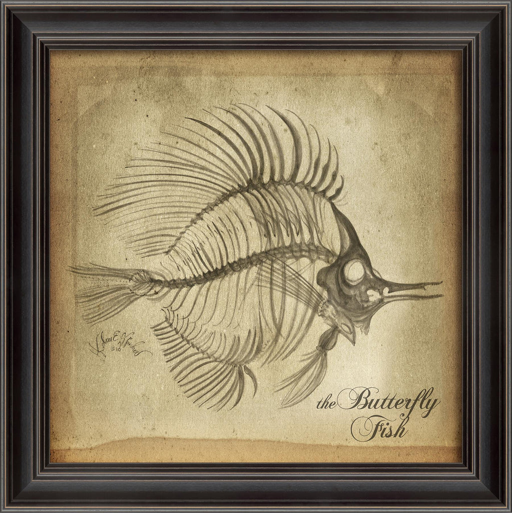 Spicher & Company LS Butterfly Fish Skeleton on White 80001