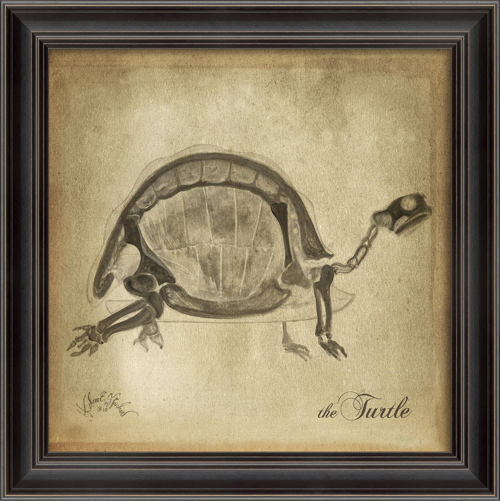 Spicher & Company LS Turtle Skeleton on White 80006